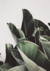 Lámina Botanical - comprar online