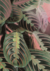 Lámina Botanical - comprar online