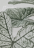 Lámina Botanical - comprar online