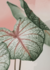 NEW IN! - Mural Botanical