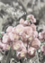 Mural FLORECER by Magia Deco Lab (cubre 5 m2) - comprar online