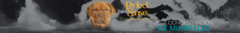 Banner de la categoría Cachorro
