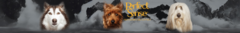 Banner de la categoría Adulto