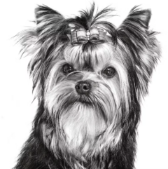 Banner de la categoría Yorkshire Terrier