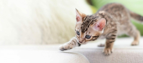 Banner de la categoría Higiene