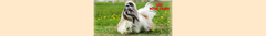 Banner de la categoría Nutrición Canina por Raza