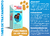 BRAVECTO 1 MES PARA PERRO DE >20-40KG - 400 MG - ANTIPULGAS Y GARRAPATAS - comprar en línea