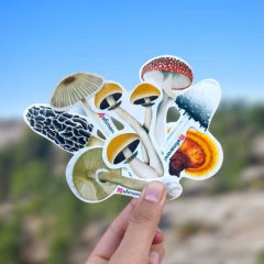 Pack de Stickers - Hongos