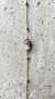 Pulseira Misadorea Cogumelo - Jardim Secreto - comprar online