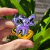 Pin - Umbreon & Espeon GBC - comprar online