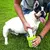 Limpador de Pata de Cachorros Portátil na internet