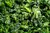 Conosud Espinaca x 2 Kg - comprar online