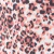 COLALESS CORREDERA BIKINI (PACK x2) - ESTAMPADOS - tienda online