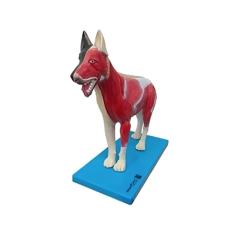 Modelo Anatômico - Cachorro
