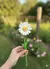 Flor margarida
