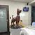 Scooby-Doo - comprar online