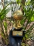 Taça Copa dos Campeões 2002 - comprar online