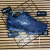 Mizuno Prophecy 8 - Azul