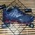 Mizuno Prophecy 9 - Azul/Vermelho