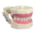 Manequim de Materiais Dentários Articulaculado 217 Orais