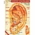 Mapa Pontos Auriculares - Acupuntura Auricular, Auriculoterapia A4