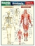 Ilustração dos sistemas esquelético e muscular do corpo humano, destacando os principais ossos e músculos.