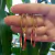 BRINCO ELO DUPLO FOLHEADO EM OURO 18K