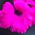 boa de pluma de ganso pink
