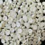 meia perola 10mm sem furo creme