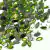 Chaton navete navete verde para costura