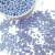 Pérola plástica inteira 4mm lavanda