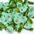 Rococó com strass verde claro com 100 unidades