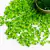 Arrozinho transparente verde