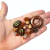 Mix de miçangas em tons de marrom e dourado, incluindo formas variadas como oval, hexagonal e anéis
