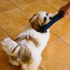 Brinquedo para Cães e Gatos Mabuu Pet - Almofada Reta - Xadrez - Mabuu Pet | Os melhores produtos para seu pet