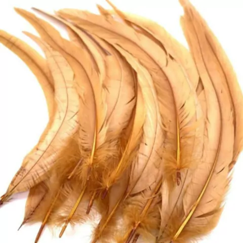 Imagem do Pena Rabo de Galo