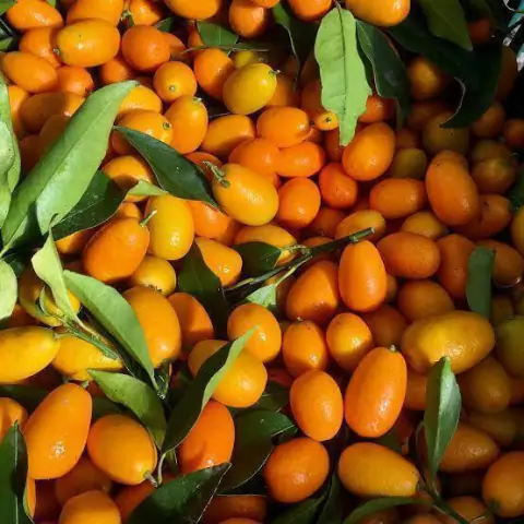 Laranja Kinkan Enxertada