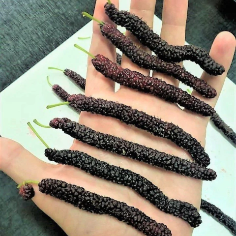 Muda Amora Paquistanesa Raridade