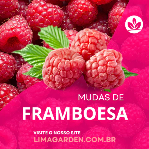Muda Framboesa Vermelha Européia