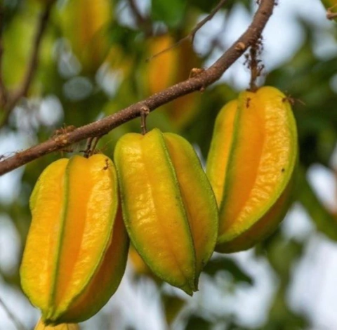 Muda Carambola Comum