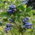 Muda Mirtilo (BlueBerry) - comprar online