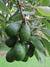 Muda Abacate Avocado Hass