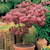 Muda Acer Atropurpureum