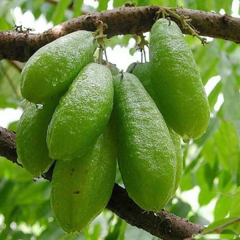 Muda Carambola Selvagem (Bilimbi)