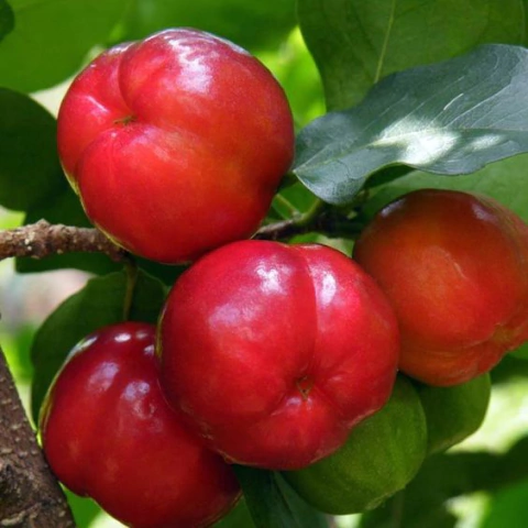 Muda Acerola Comum