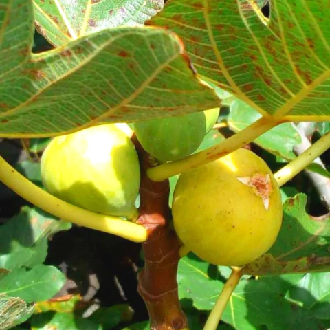 Muda Figo Branco Pingo Mel