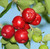 Muda Acerola Doce do Havai