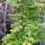Muda Acer Palmatum