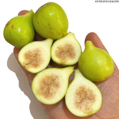 Muda Figo Branco Turco mel