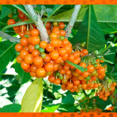 Muda Fruta do Sabiá